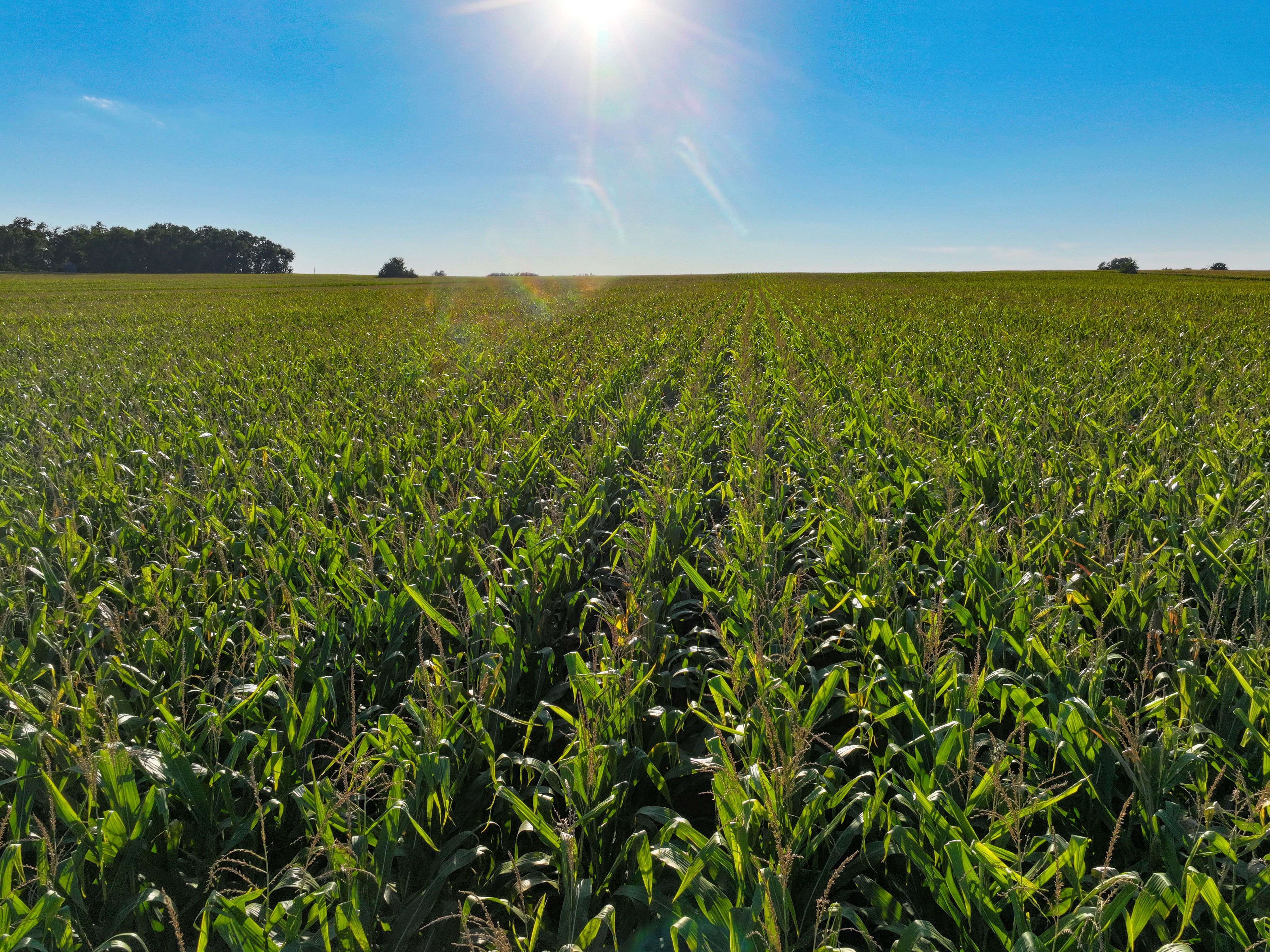 Listing Photo: 19-Fayette County Iowa Farmland Auction